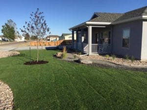 A well taken care of front lawn with a small growing tree in between a stone path and a section of small rocks designed and landscaped by by Total Lawn Care & Landscape in Sterling, CO